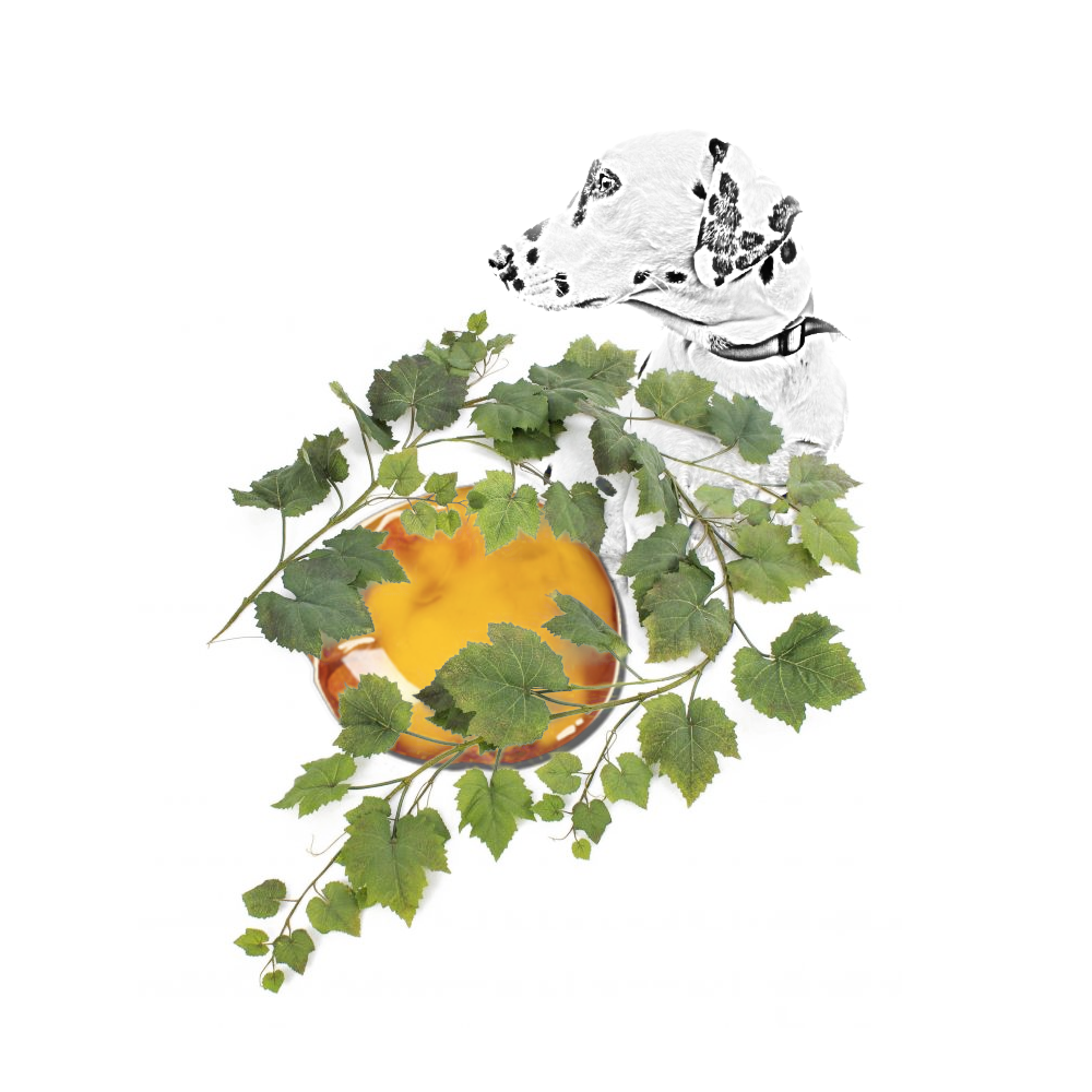 BOUGIE PARFUMÉE DALMATO green